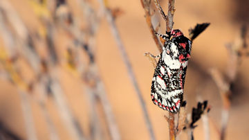 Wallpaper thumb: Noctuid Moth (Cremnophora angasii)